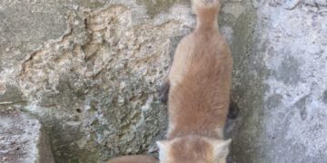 Біля лінії фронту військові врятували двох лисенят – тварин передали в запорізький притулок | Новости Запорожья