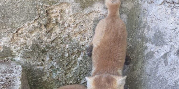 Біля лінії фронту військові врятували двох лисенят – тварин передали в запорізький притулок | Новости Запорожья