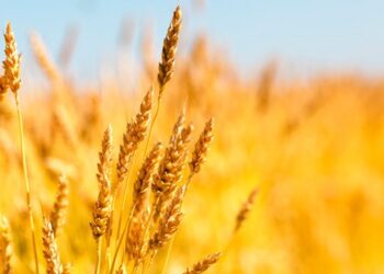 В анексованому Криму несприятливий прогноз на врожай зернових – ЭКОНОМИКА