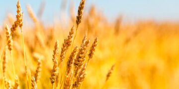 В анексованому Криму несприятливий прогноз на врожай зернових – ЭКОНОМИКА