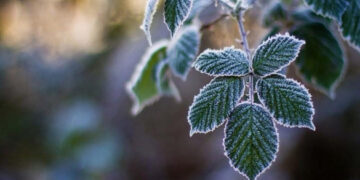 Черкащан попереджають, коли очікувати заморозки