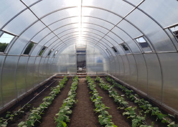 Як і де купити полікарбонат для теплиці