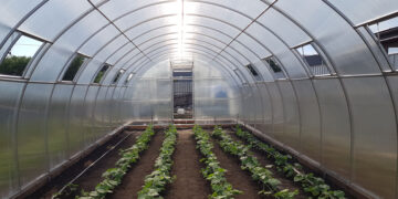 Як і де купити полікарбонат для теплиці