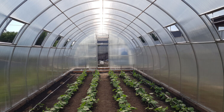 Як і де купити полікарбонат для теплиці