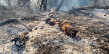 У неділю, 12 травня, масштабну пожежу ліквідували під Запоріжжям | Новини Запоріжжя