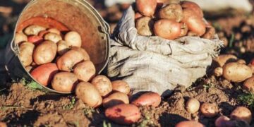 Названо сприятливі дні для посадки картоплі у травні – ЭКОНОМИКА