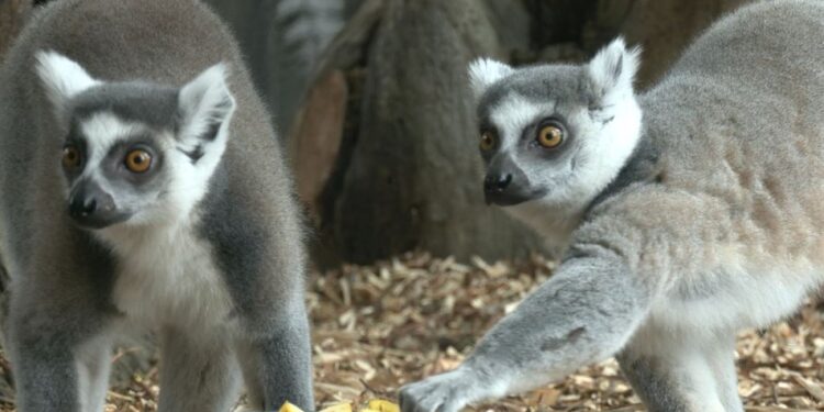 У черкаському зоопарку можна спостерігати за годівлею тварин