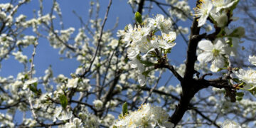 Мінлива хмарність та заморозки: якою буде погода на Івано-Франківщині 16 травня