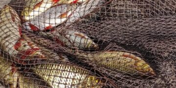 На Черкащині браконьєри завдали збитків рибному господарству на півтора мільйони