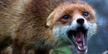 На Черкащині фіксують поширення сказу