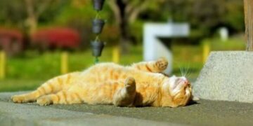 На Черкащину надійшло літнє тепло