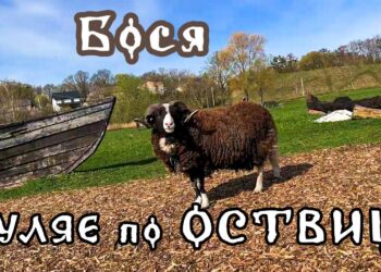На Оствиці повідомили про смерть баранчика Босі