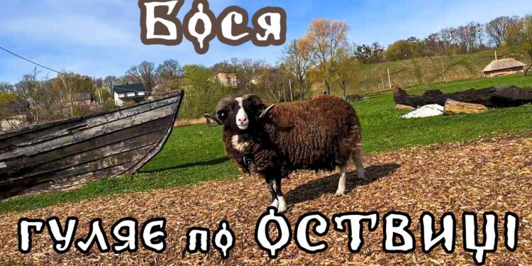 На Оствиці повідомили про смерть баранчика Босі