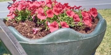 На Шепетівщині камери відеспостереження зафіксували нічну «шанувальницю» сульфіній —Хмельнитчина