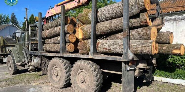 На Шепетівщині комунальне підприємство підозрюють в незаконній вирубці дубів під “кришуванням” правоохоронця —Хмельнитчина