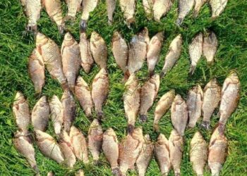 На Уманщині чоловік наловив риби майже на 100 тисяч