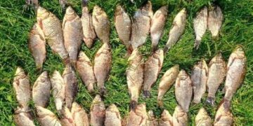 На Уманщині чоловік наловив риби майже на 100 тисяч