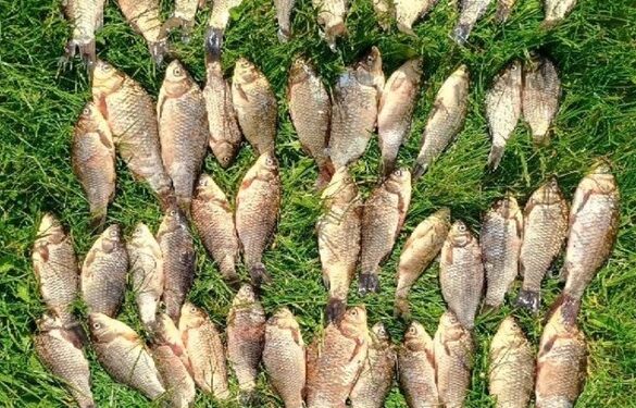 На Уманщині чоловік наловив риби майже на 100 тисяч