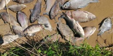 На водоймі-охолоджувачі Хмельницької АЕС зафіксовано масовий мор риби —Хмельнитчина