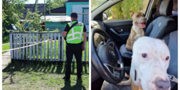 На Житомирщині зооволонтери лікують двох собак, господарів яких знайшли вбитими | Журнал Житомира