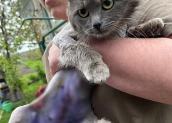 На Звенигородщині чоловік стріляв та поранив кота