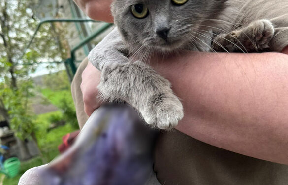 На Звенигородщині чоловік стріляв та поранив кота