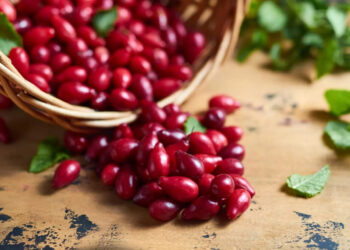 Найбільший в світі кизиловий сад опинився в окупації – його власники відносили виробництво у Запоріжжі | Новости Запорожья