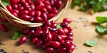 Найбільший в світі кизиловий сад опинився в окупації – його власники відносили виробництво у Запоріжжі | Новости Запорожья