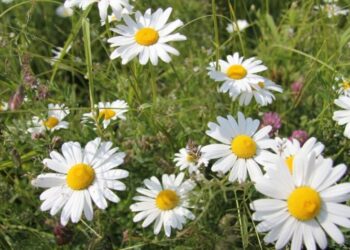 Названо три продукти для покращення пам’яті – Экономика