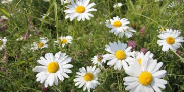 Названо три продукти для покращення пам’яті – Экономика