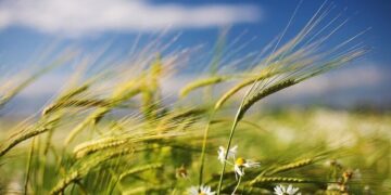 Погода у Тернополі 7-9 травня – в області похолодає і будуть дощі