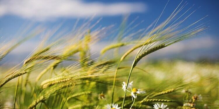 Погода у Тернополі 7-9 травня – в області похолодає і будуть дощі