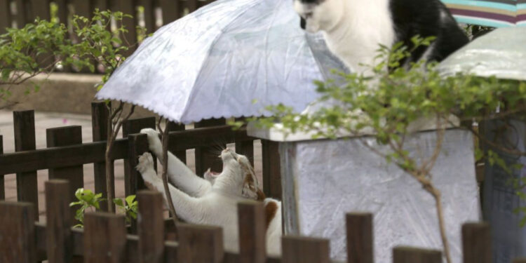 Синоптики попереджають про негоду: Житомирщину чекають дощі та «мінус» | Журнал Житомира