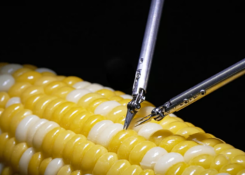 Суперточний робот прооперував зерно кукурудзи (ВІДЕО) – Экономика