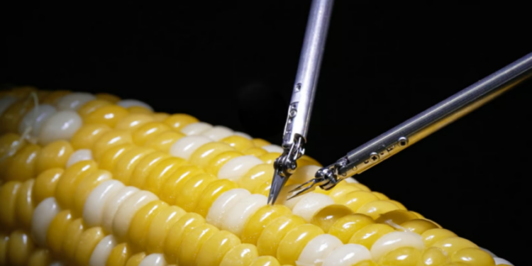 Суперточний робот прооперував зерно кукурудзи (ВІДЕО) – Экономика