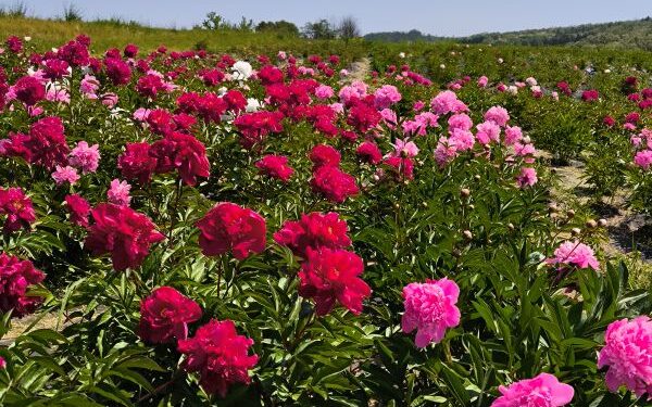 У Холодному Яру зацвіло поле півоній. Усіх охочих запрошують висадити квіти в серпні — Новости Черкасс