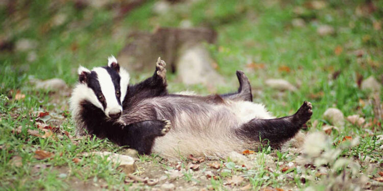 У Поліському заповіднику фотопастка зафіксувала рідкісного борсука | Журнал Житомира