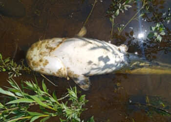 У річці Дніпро в Запоріжжі екологи зафіксували загибель риби – в чому причина | Новости Запорожья