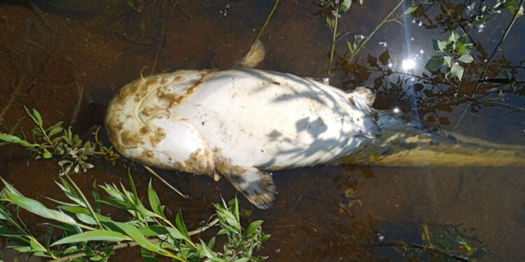 У річці Дніпро в Запоріжжі екологи зафіксували загибель риби – в чому причина | Новости Запорожья