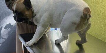 У Запоріжжі з вікна третього поверху викинули собаку – деталі події від волонтерів | Новости Запорожья