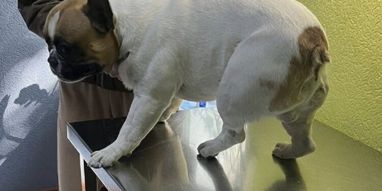 У Запоріжжі з вікна третього поверху викинули собаку – деталі події від волонтерів | Новости Запорожья