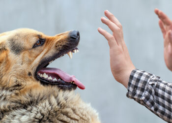 У Запорізькій області виявили п’ять випадків сказу – що говорять  | Новости Запорожья