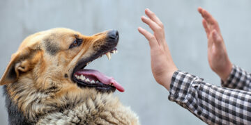У Запорізькій області виявили п’ять випадків сказу – що говорять  | Новости Запорожья