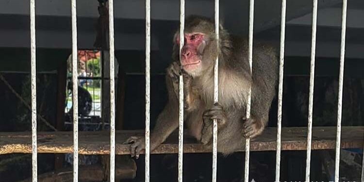 У зоокутку біля Заліщиків знущаються з тварин