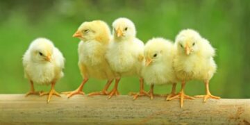 На Львівщині рятувальники врятували на пожежі 30 тисяч курчат – ЭКОНОМИКА