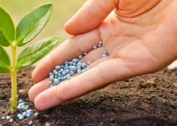 Выращивание зерновых культур: секреты успешного урожая