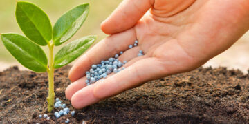 Выращивание зерновых культур: секреты успешного урожая