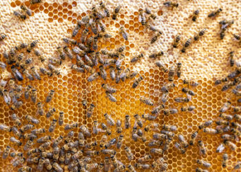 Краткий обзор на магазин для пчеловодов “Улей”