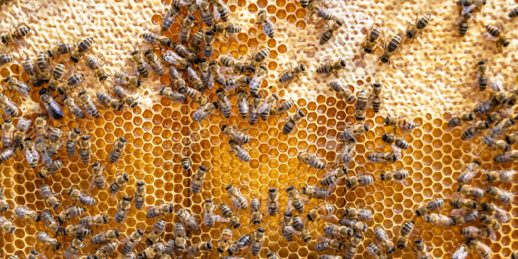 Краткий обзор на магазин для пчеловодов “Улей”