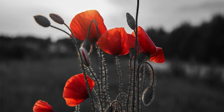 22 червня – День скорботи та вшанування пам’яті жертв війни в Україні